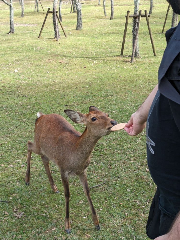Chris füttert ein Reh
