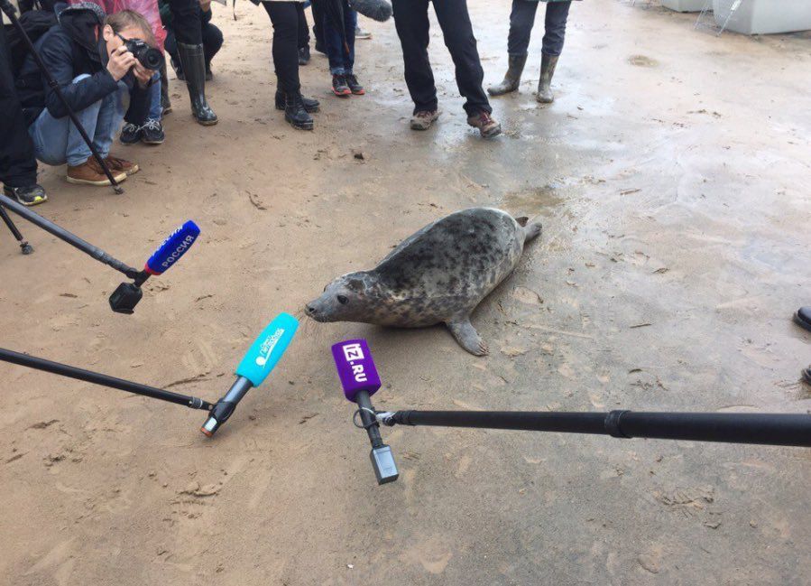 a seal with microphones in front of it 