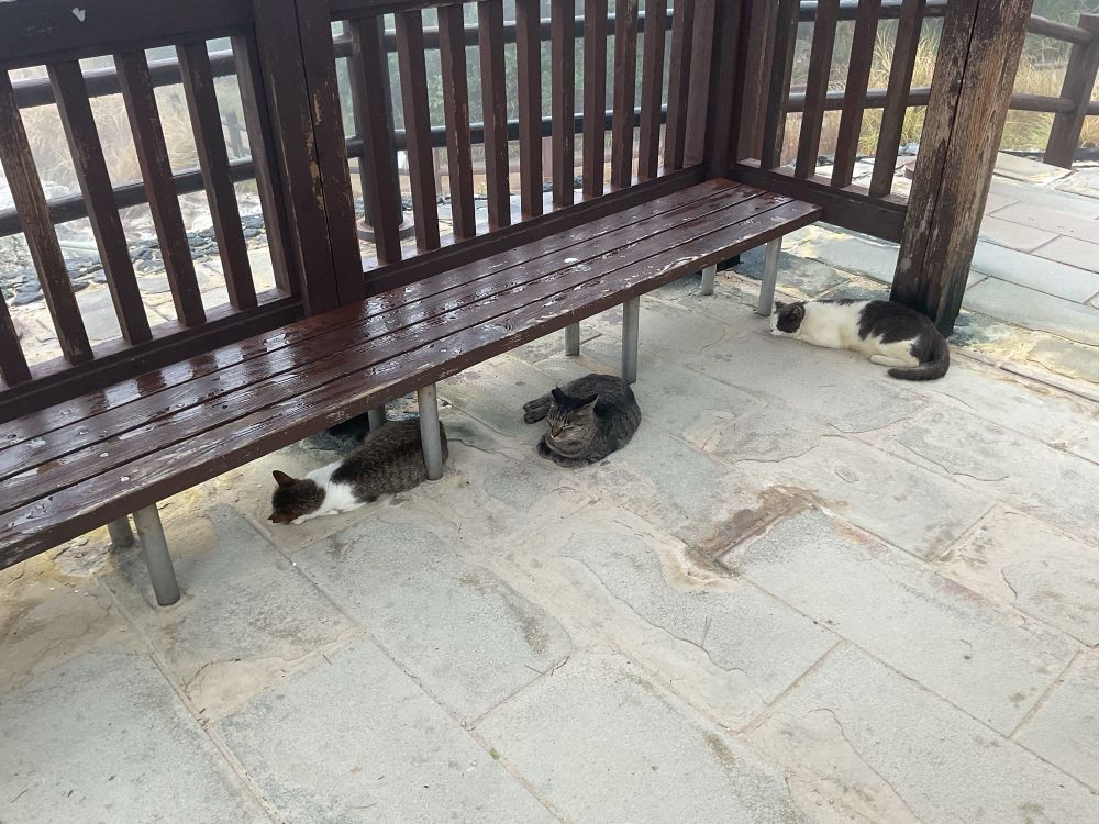 Three cats ( 2 black and white and the middle one a rich shiny grey) lounging/ sleeping on the hot stones near the bubbling onsen ( hot springs) 