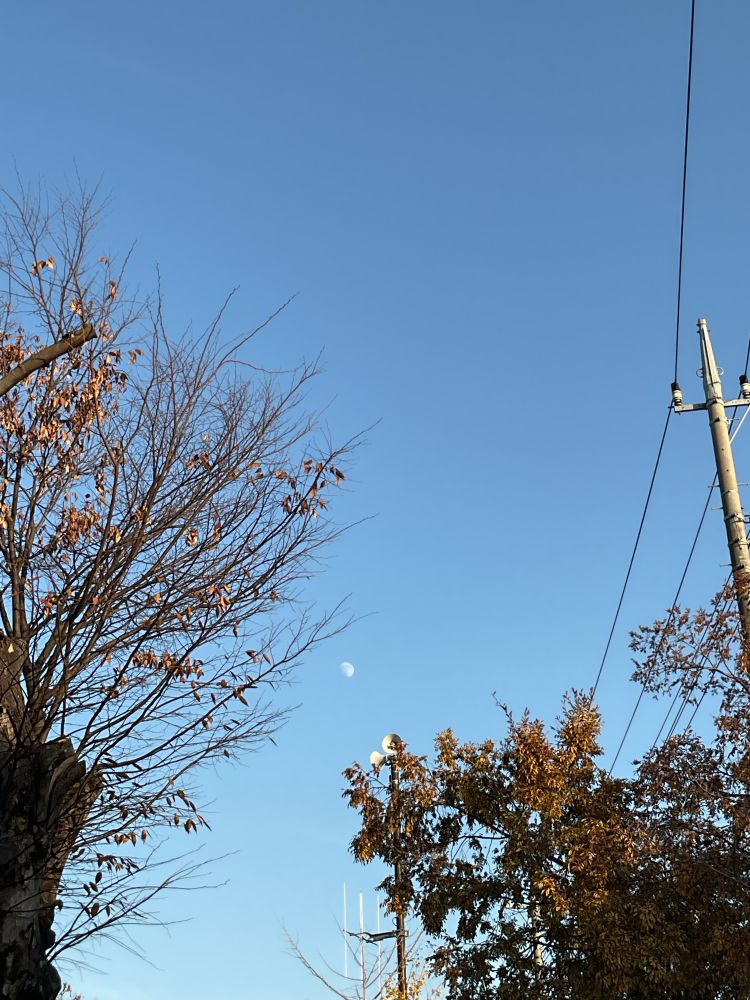 A photo of the moon on a clear blue sky as it peaks out from between some trees with autumn leaves and some electric wires to mess up the pic 
