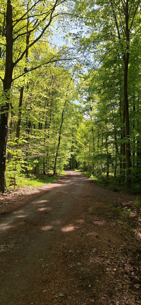 Ein von Sonne überstrahlter Waldweg