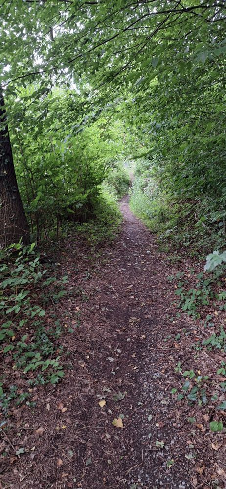 Ein enger Waldweg, eine weitere Herausforderung auf der heutigen Strecke. 