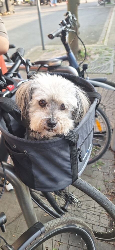 Die grauhaarige Schnauzer-Dame Lana vorne im Fahhradkorb.