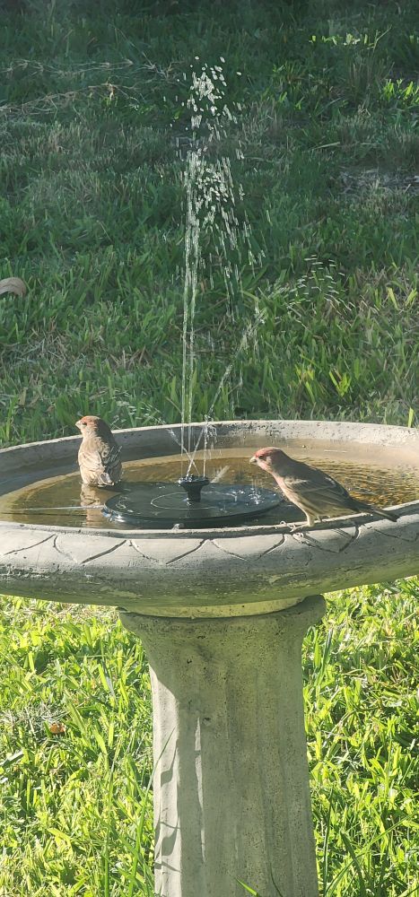 Two finches in a stone birdbath with water sprinkling from its center