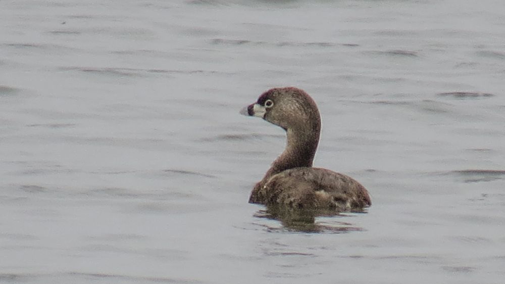 Pied-billed grebe, a dark gray/brown aquatic bird with a white ring around its eye and a short bill with a vertical line joining its upper and lower halves. The bird is cute