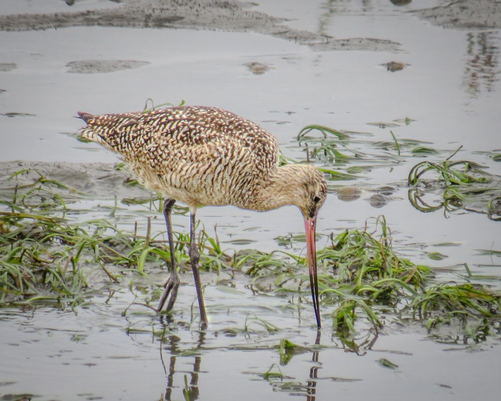 Marbled godwit, a shorebird with mottled feathers that has a long, narrow, upturned pink bill that turns dark at the end. The bird is leaning downward with the tip of its bill in the water