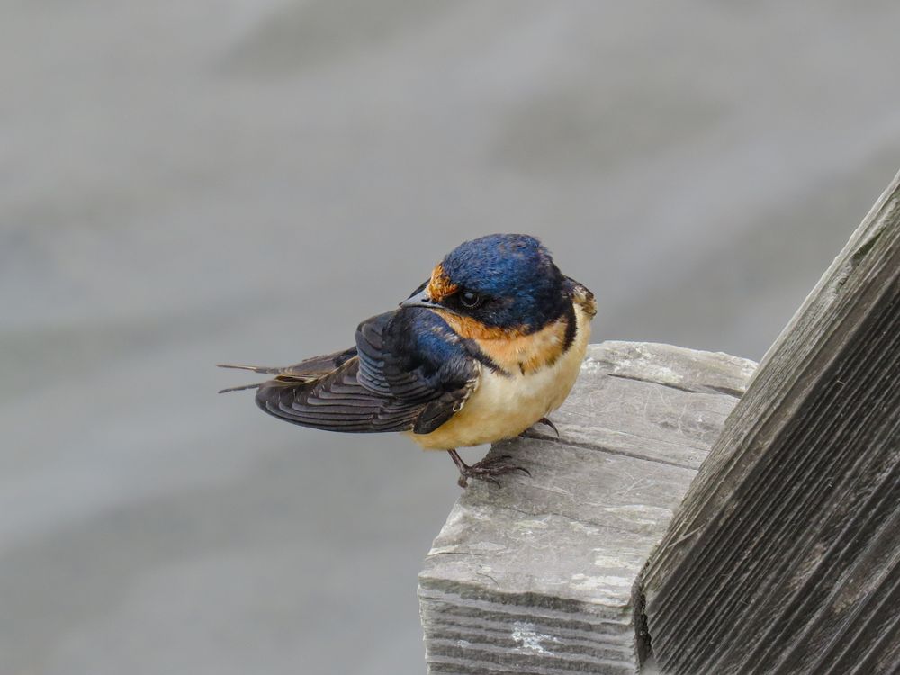 Close up of a barn swallow, a small dark blue bird with a red-orange face and white breast, on a wooden bridge 