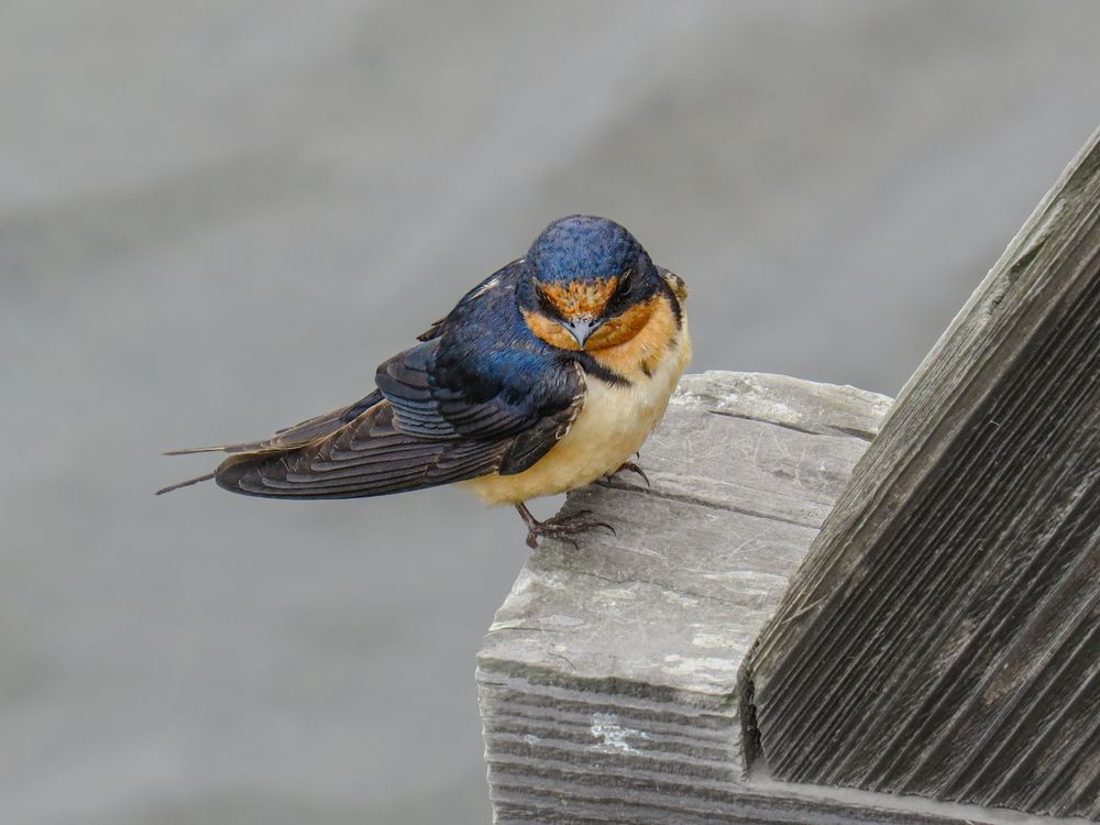 Close up of a barn swallow, a small dark blue bird with a red-orange face and white breast, on a wooden bridge 