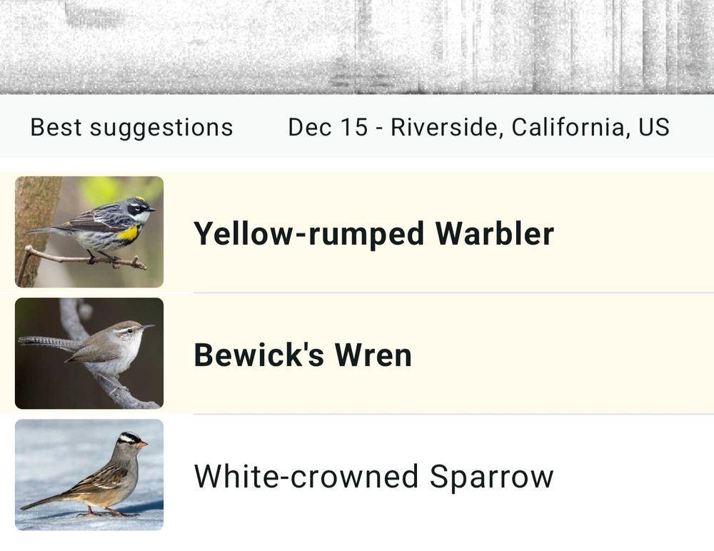Screen capture from the Merlin bird app showing detections of Yellow-rumped warbler, Bewick's wren, and White-crowned sparrow