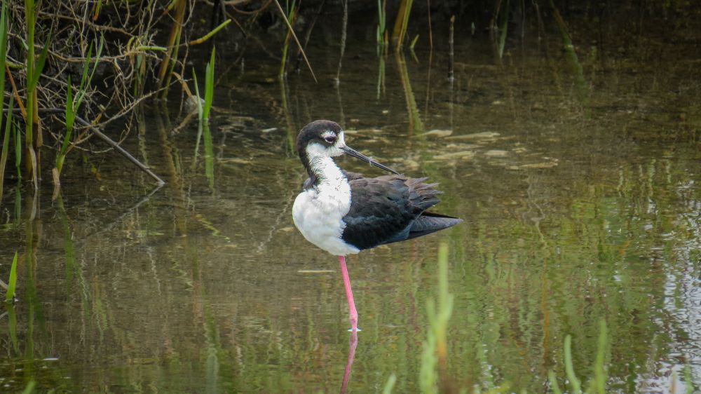 Black necked stilt, a skinny black and white wading bird with pink legs