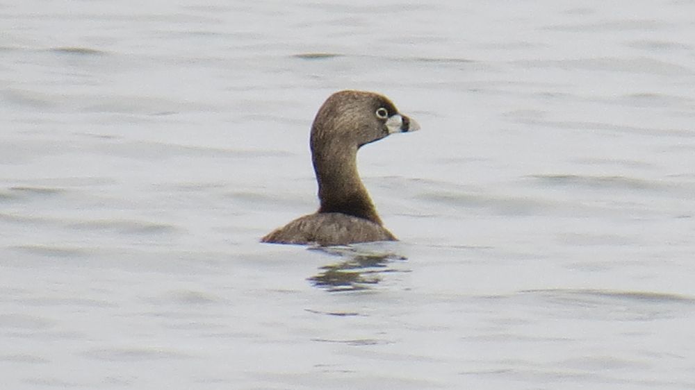 Pied-billed grebe, a dark gray/brown aquatic bird with a white ring around its eye and a short bill with a vertical line joining its upper and lower halves. The bird is cute