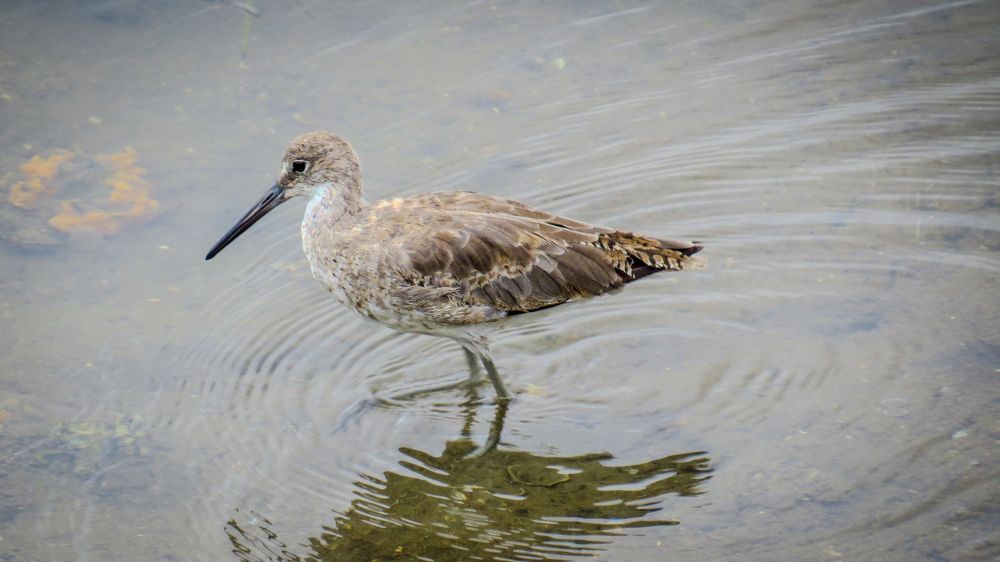 Willet, a gray-brown slightly speckled shorebird with a long (but not extremely long) bill, a white ring around its eye