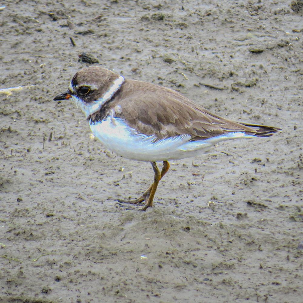 Semipalmated plover, a very small shorebird with a short bill, orange legs, and a dark band around its "collar"