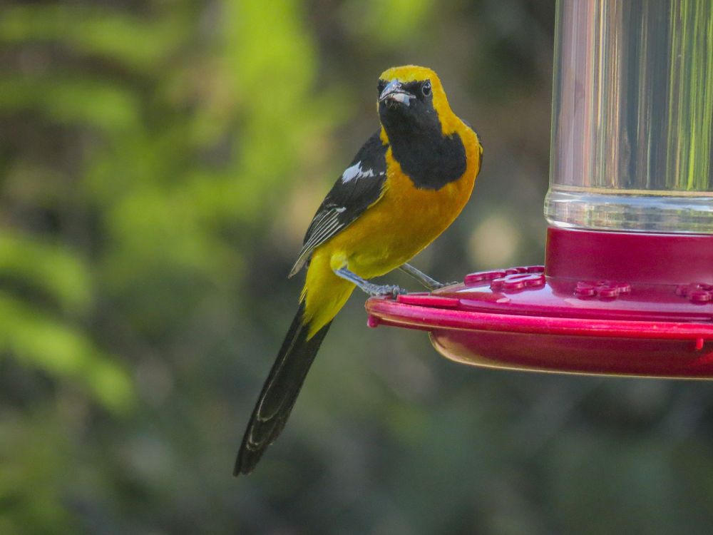 Male hooded oriole, a mostly yellow-orange bird with a black face and neck, black wings with a white wing bar, and long black tail