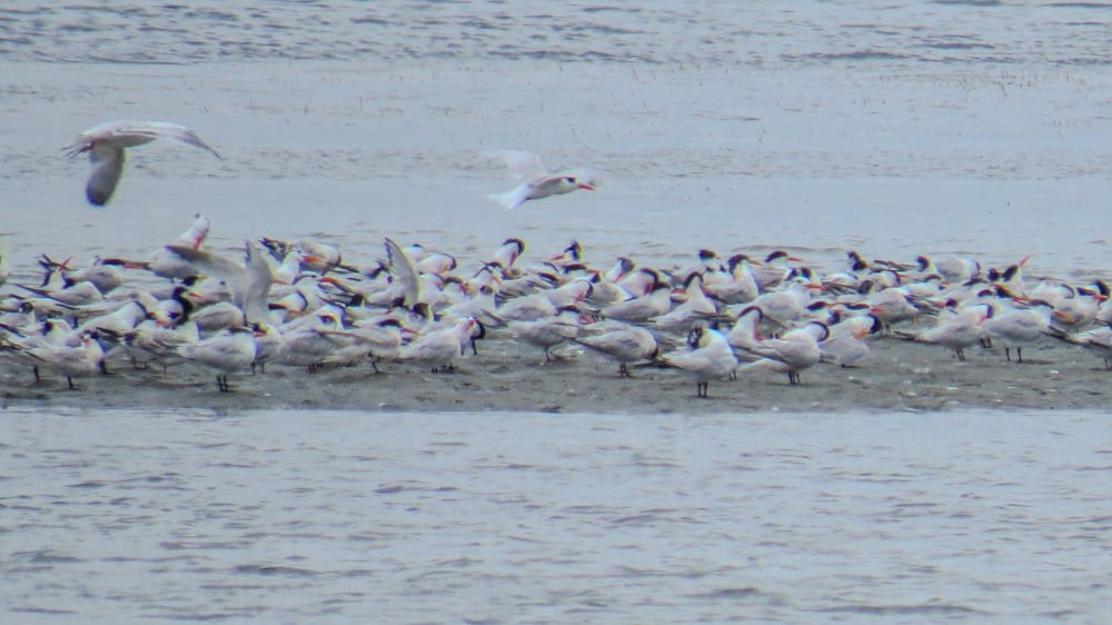 Elegant, Royal, and Caspian terns on a low island within a large pond. The birds are mostly white with some black on their heads, orange bills, and pointed wings