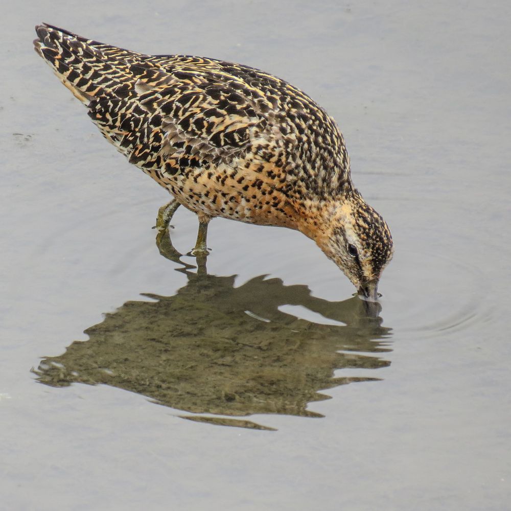 Short-billed dowitcher plumbing the mud under the water's surface for invertebrates. It has a medium-length bill (submerged here) and a dark line through its eye, rusty coloring with a pattern of dark spots on its upper breast