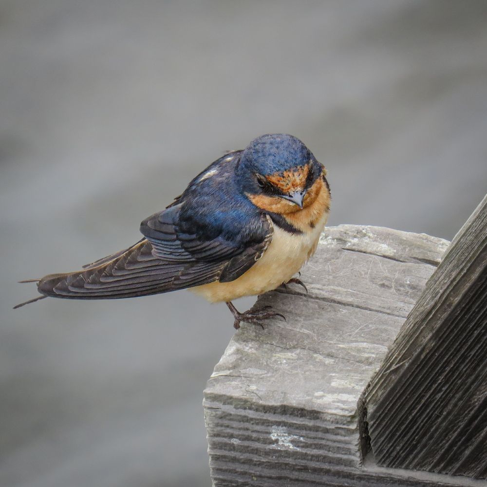 Close up of a barn swallow, a small dark blue bird with a red-orange face and white breast, on a wooden bridge 