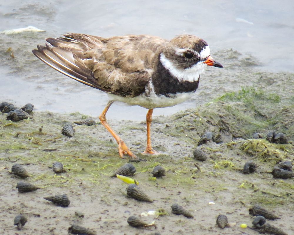 Semipalmated plover, a very small shorebird with a short bill, orange legs, and a dark band around its "collar"