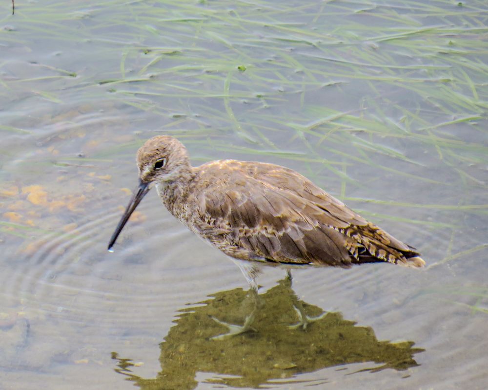 Willet, a gray-brown slightly speckled shorebird with a long (but not extremely long) bill, a white ring around its eye