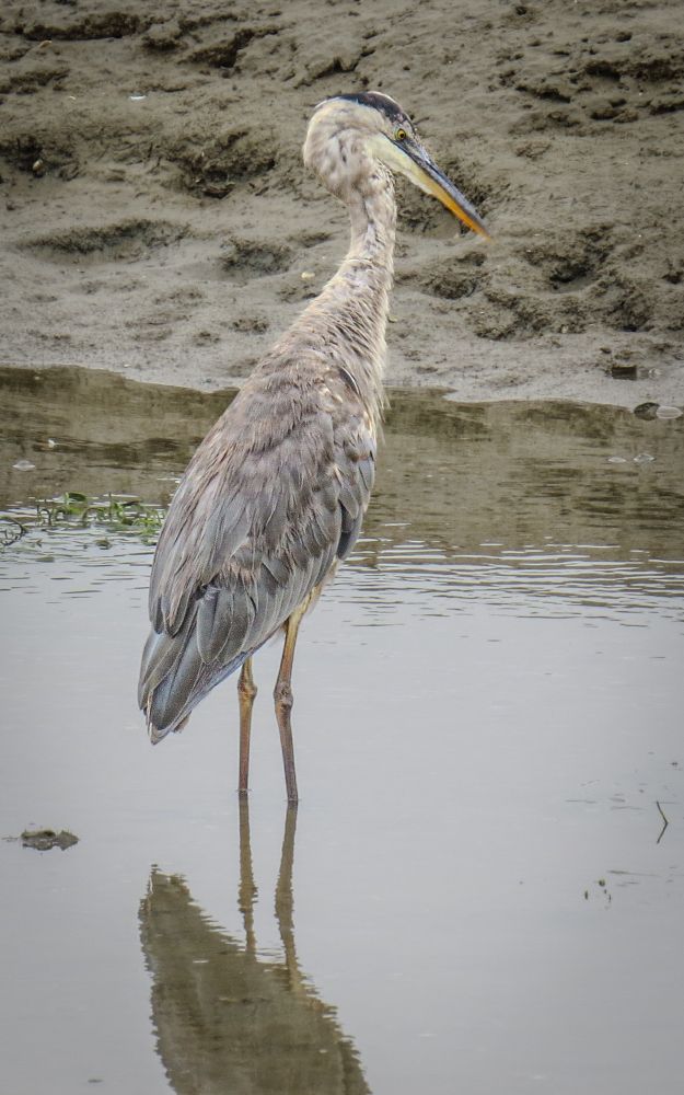 Great blue heron, a tall blue-gray wading bird with a sharp bicolored bill it uses to spear fish in shallow water 