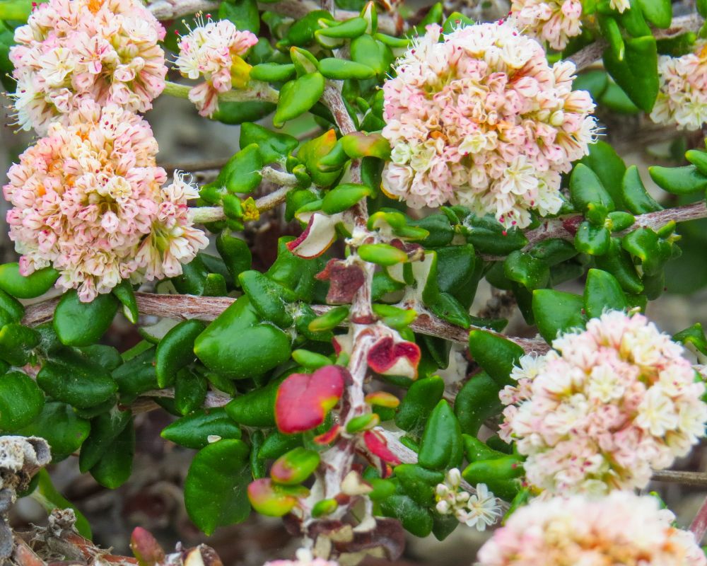 Eriogonum parviflorum, known as Sea cliff buckwheat, a wild plant with clusters of pinkish white flowers and fleshy green leaves