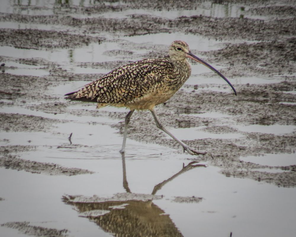 Long-billed Curlew, a shorebird with an extremely long downward-curving bill