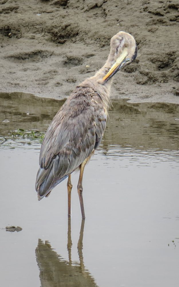 Great blue heron, a tall blue-gray wading bird with a sharp bicolored bill it uses to spear fish. This one is using its bill to preen its feathers