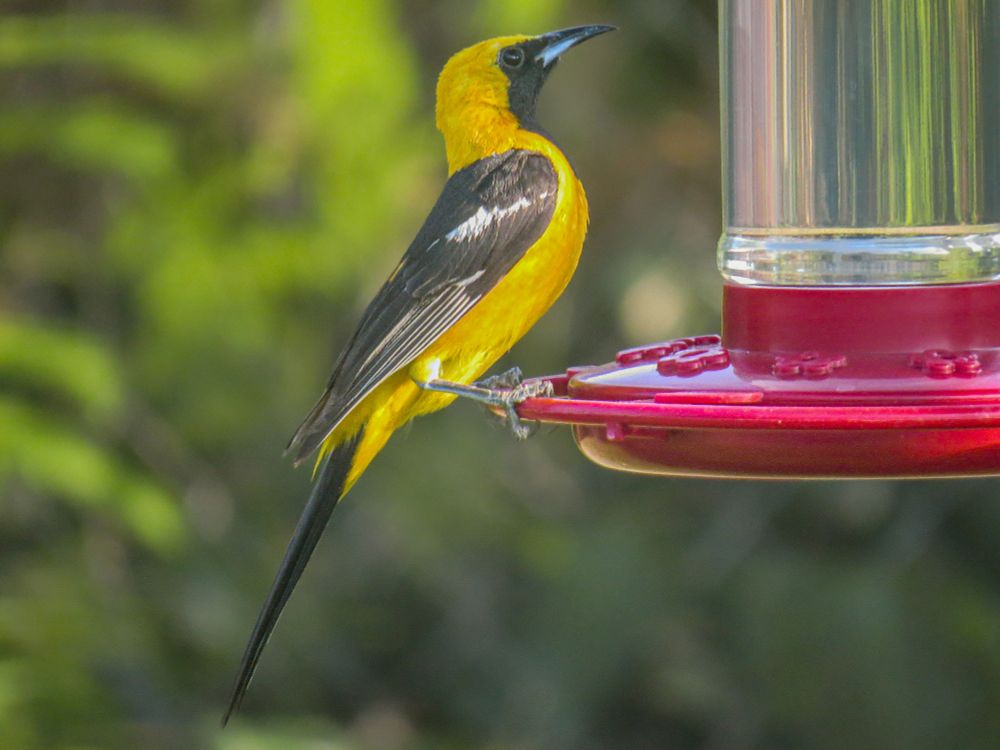 Male hooded oriole, a mostly yellow-orange bird with a black face and neck, black wings with a white wing bar, and long black tail