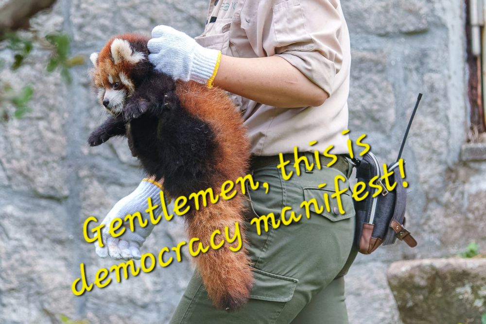 A red panda being held aloft by the scruff of its neck by a zoo keeper. Text of "Gentlemen, this is democracy manifest!"