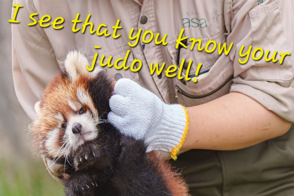 A red panda looking squished being held a lot by the scruff of its neck by a zoo keeper. Text is " I see you know your judo well!"