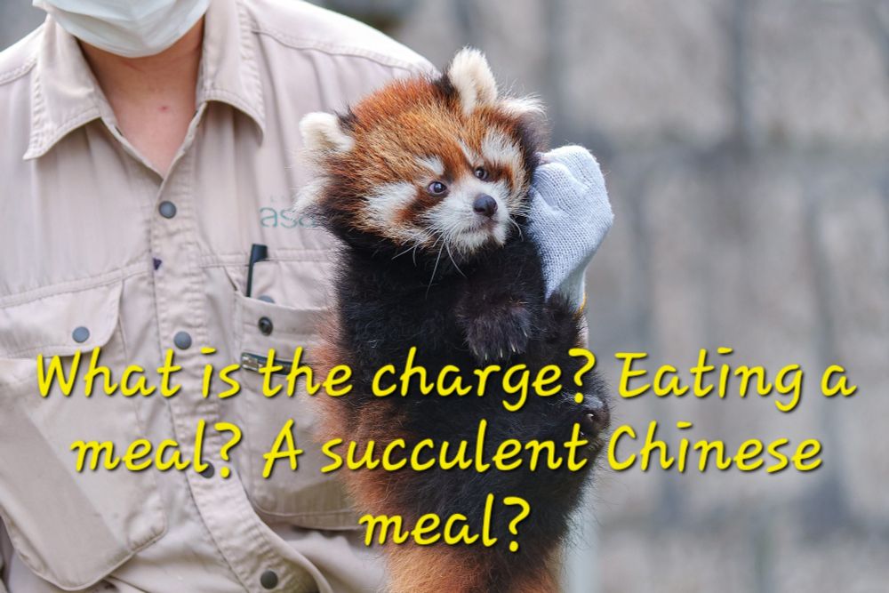 A red panda held aloft by the scruff of its neck by a zoo keeper. Text is "What is the charge? Eating a meal? A succulent Chinese meal?"