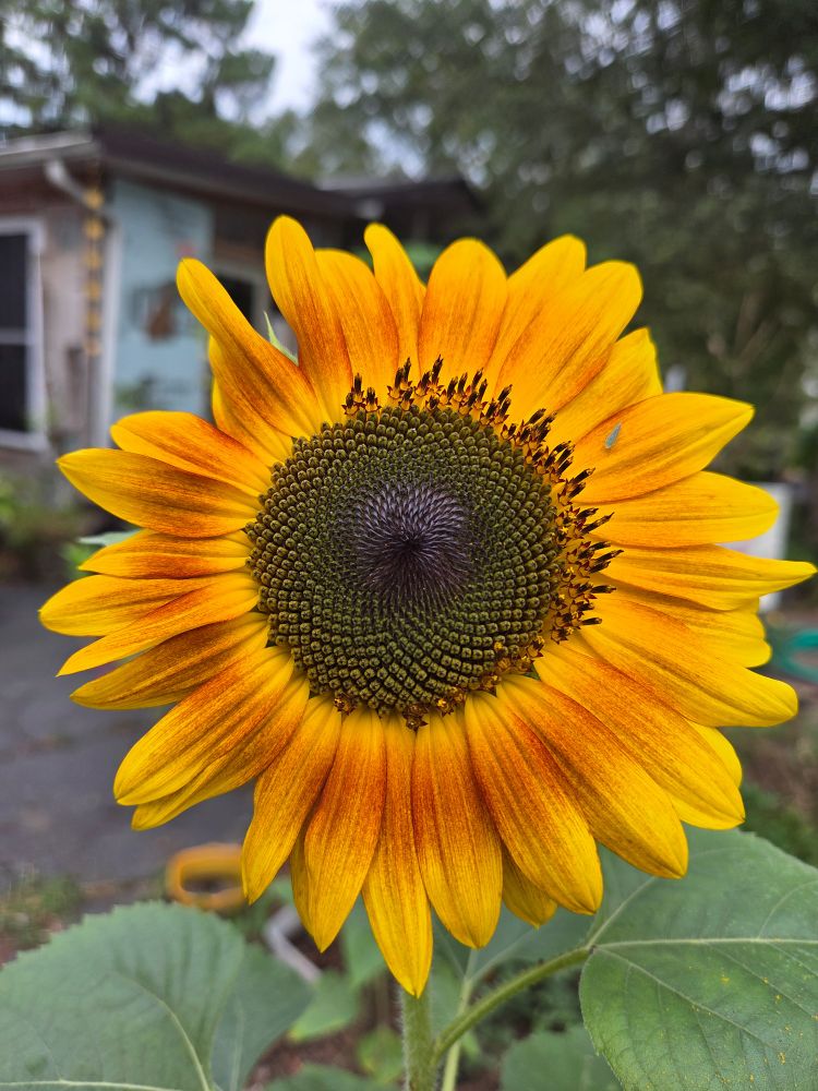 Pretty yellow sunflower with and orange blush on her yellow petals.