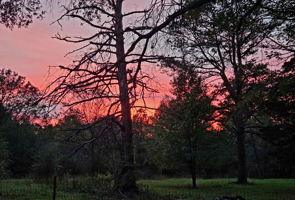 Trees with a pink, blue and purple western sky behind them. Green grass in the foreground.