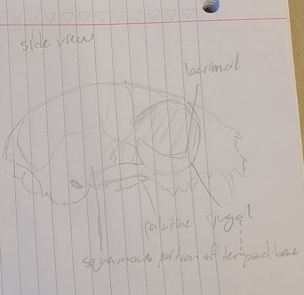 pencil sketch of a cat skull with some bones labeled (perhaps inaccurately, i rushed it)