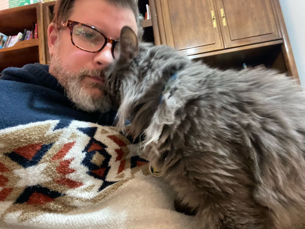 Grey cat head-butts a bearded man in a sweater