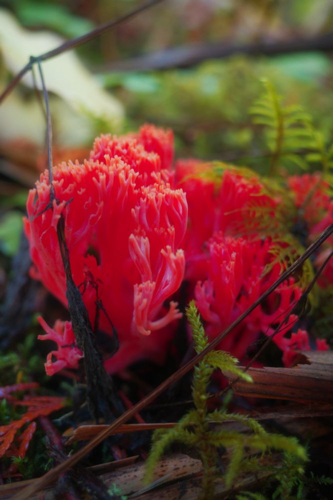 Red coral mushroom