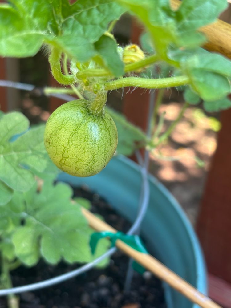 Photograph of a small watermelon fruit growing in a container 