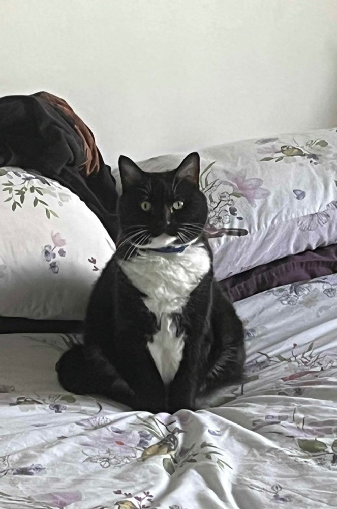 Our tuxedo cat sat upright and staring very intently at the viewer.