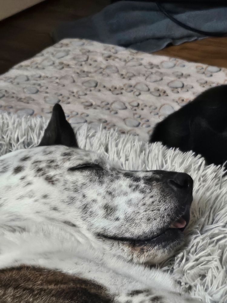 White pitbull with brown speckles snoring with his tongue poking out.