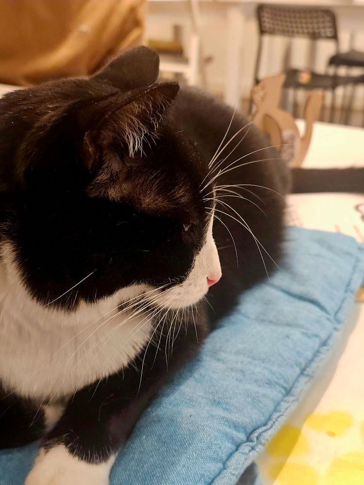 Black and white tuxedo cat sitting on a chair cushion. He was the chillest cat there.