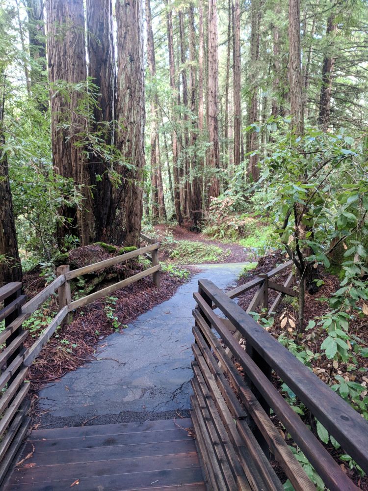 A bridge over a small gully in a California coastal redwood forest.