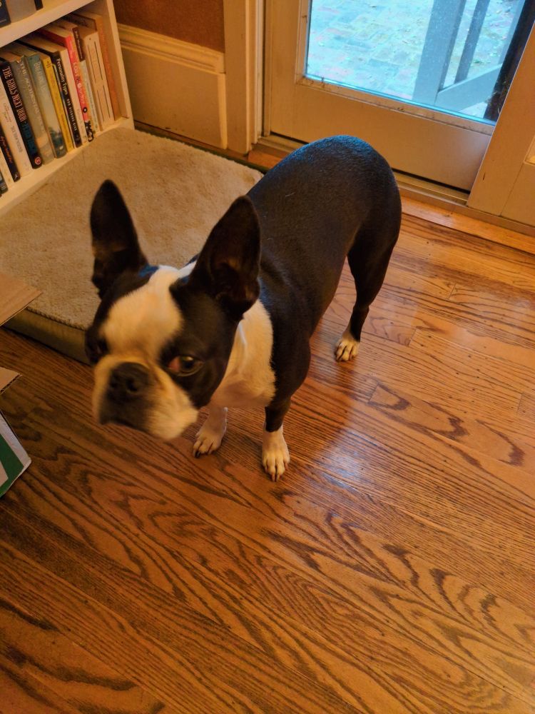 A Boston terrier.