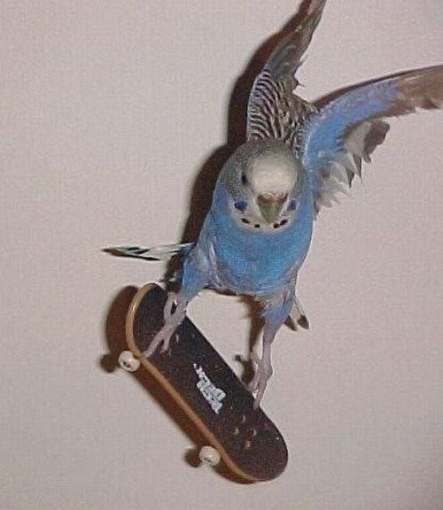 parrot riding skateboard 