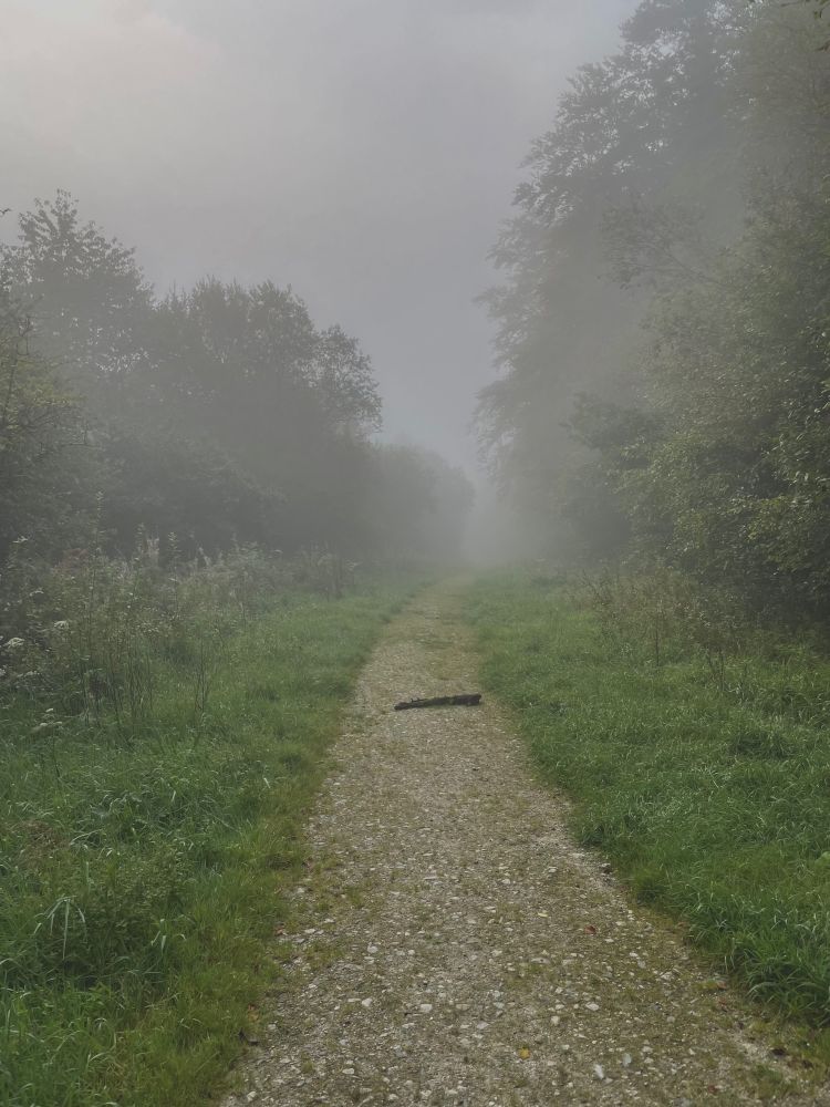 Foggy logging trail