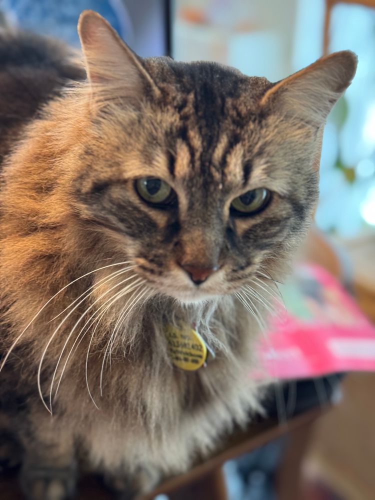 A close up of the handsomest Maine Coon mix cat on the planet. 