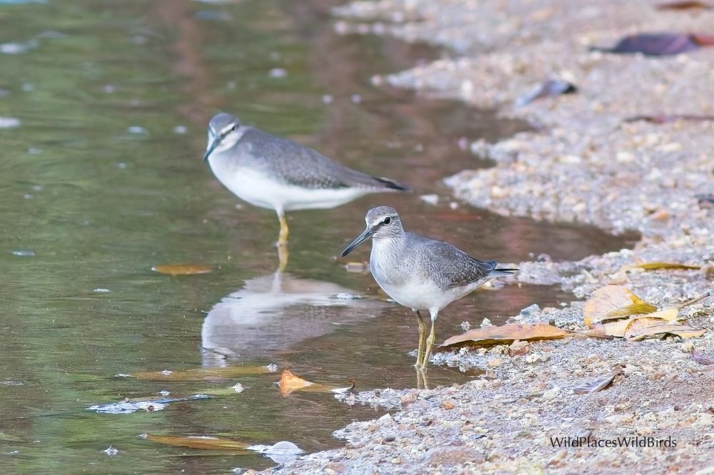 Grey-tailed Tattler - Okinawa, Japan