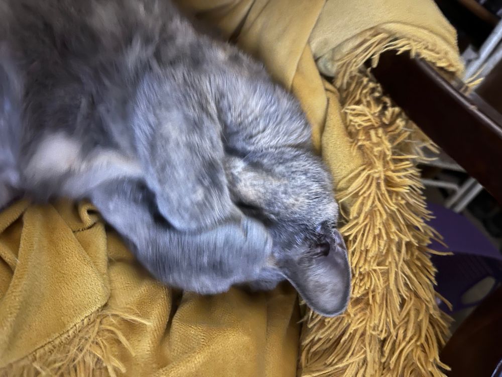 my cat lila covering her face with her paws