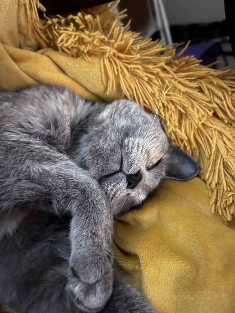 my cat lila on her back sleeping