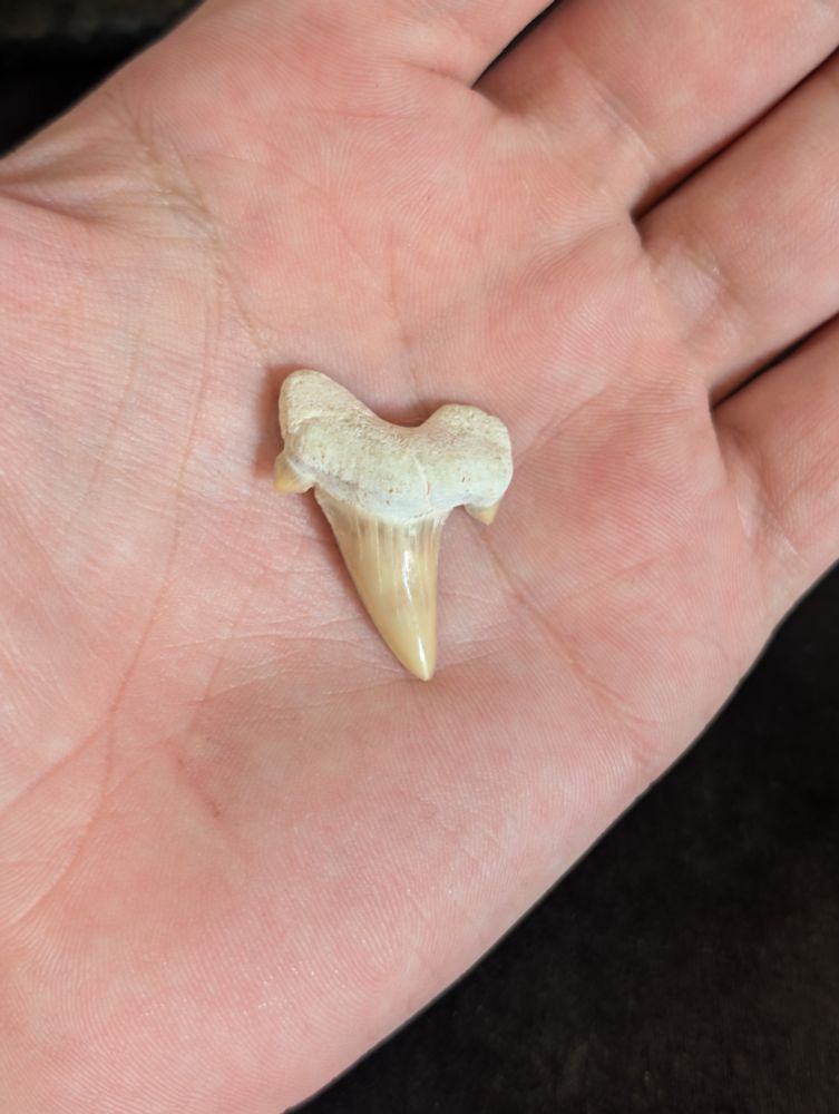Shark tooth