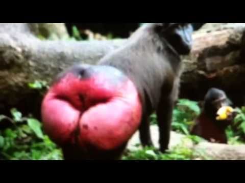 pic of a baboon butt
